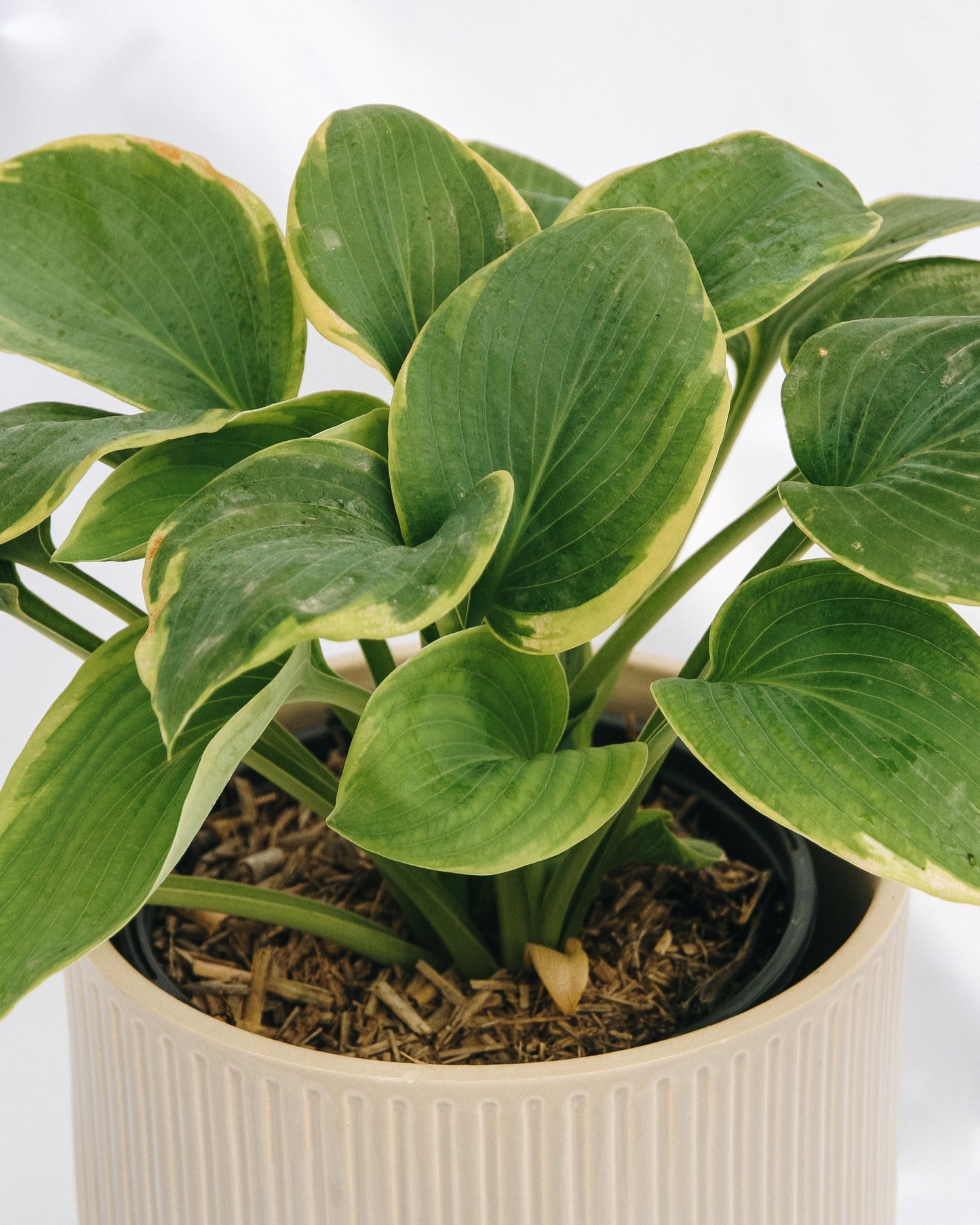 Hosta Frances Williams