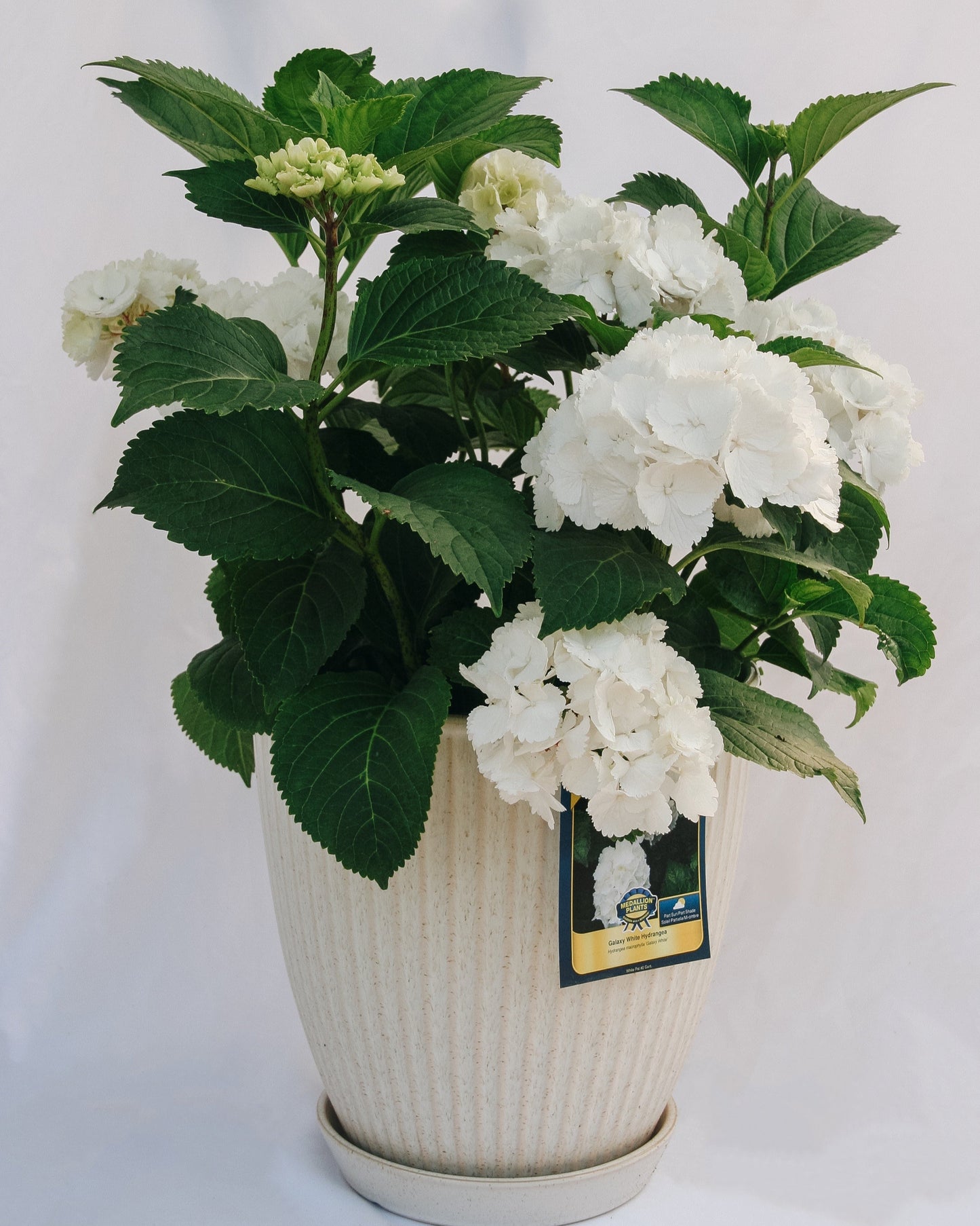 Galaxy White Bigleaf Hydrangea