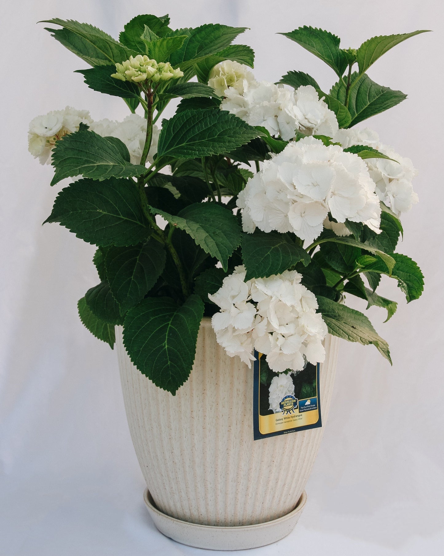 Galaxy White Bigleaf Hydrangea