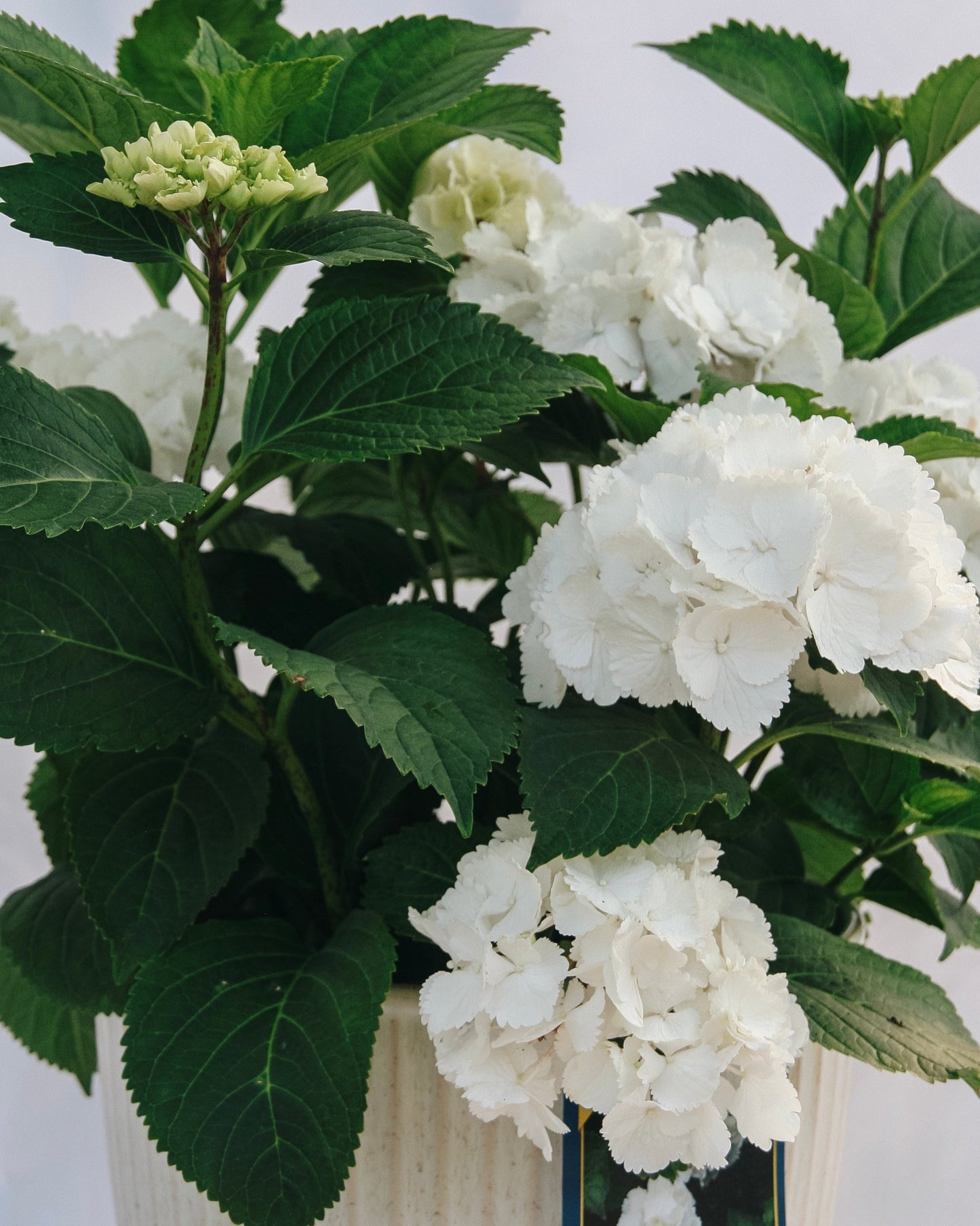 Galaxy White Bigleaf Hydrangea
