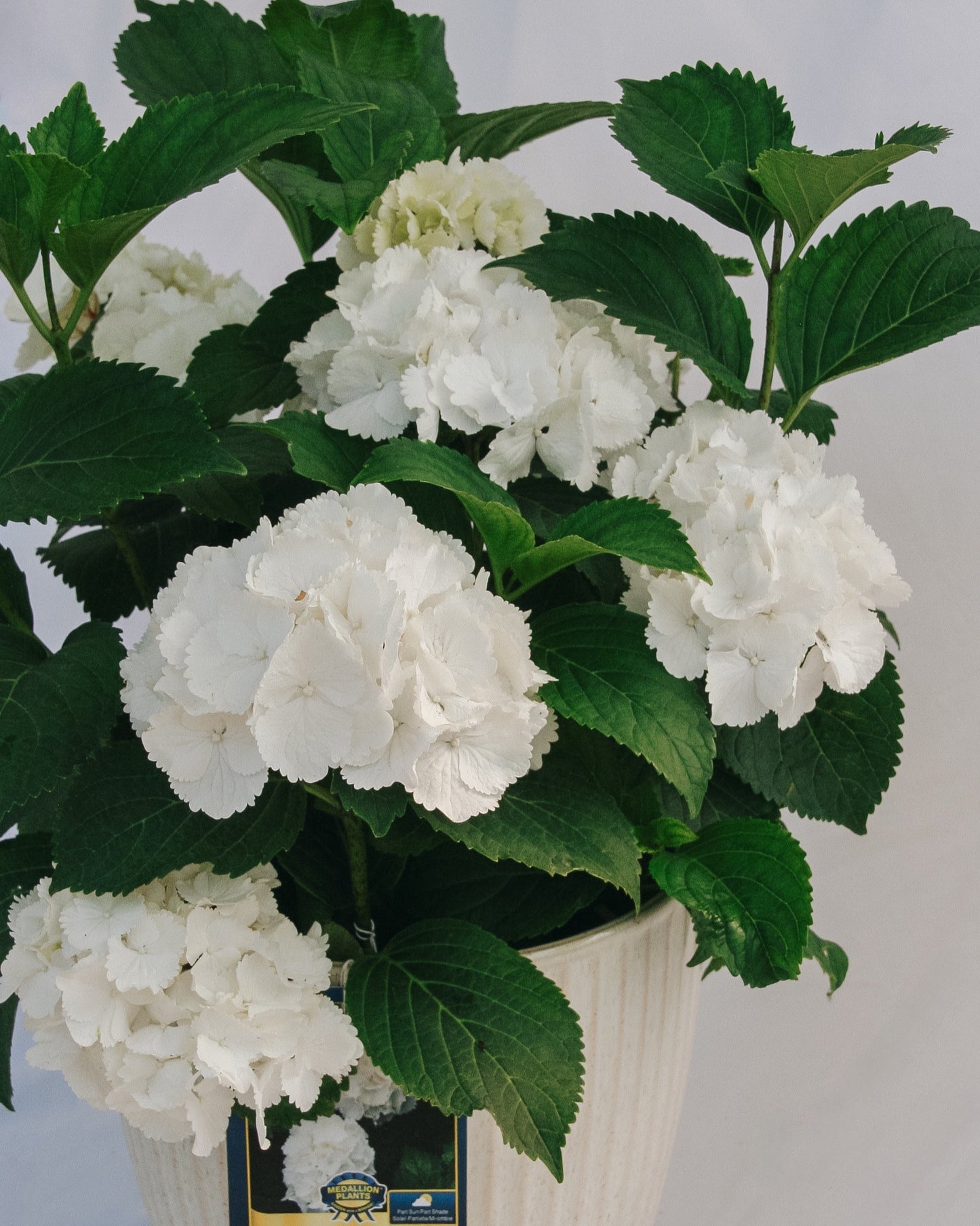 Galaxy White Bigleaf Hydrangea