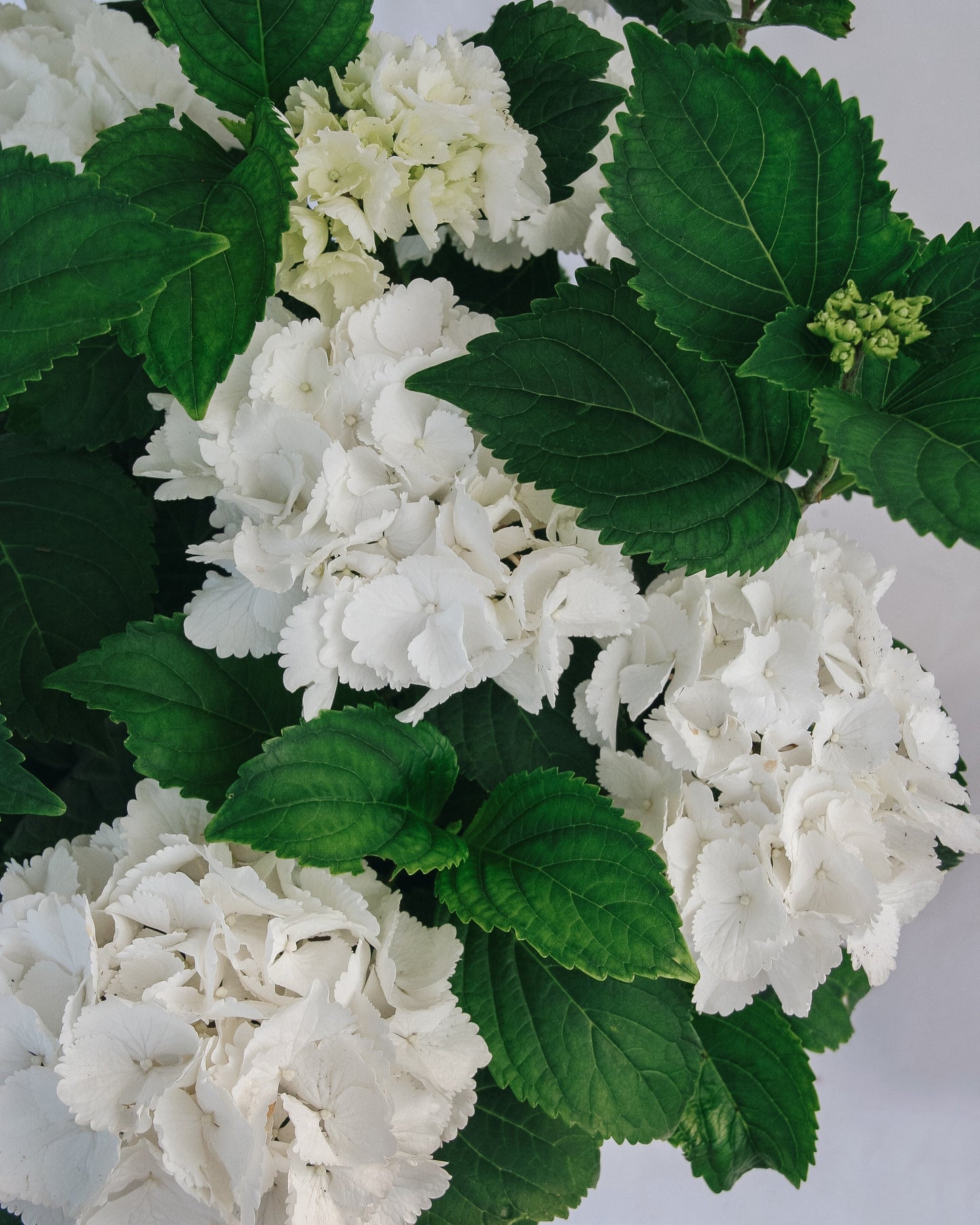 Galaxy White Bigleaf Hydrangea