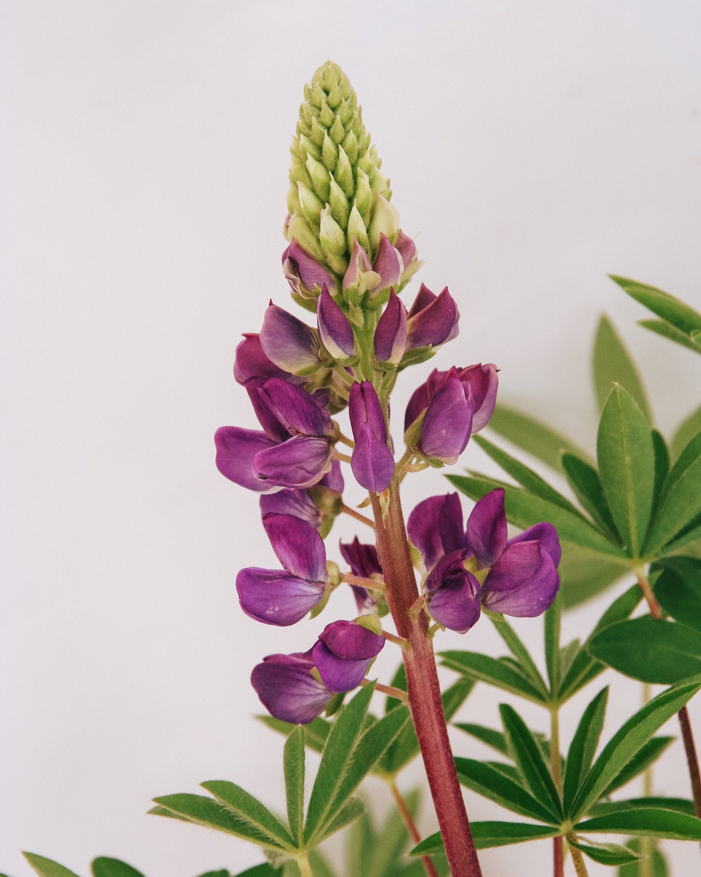 Gallery Blue Lupine