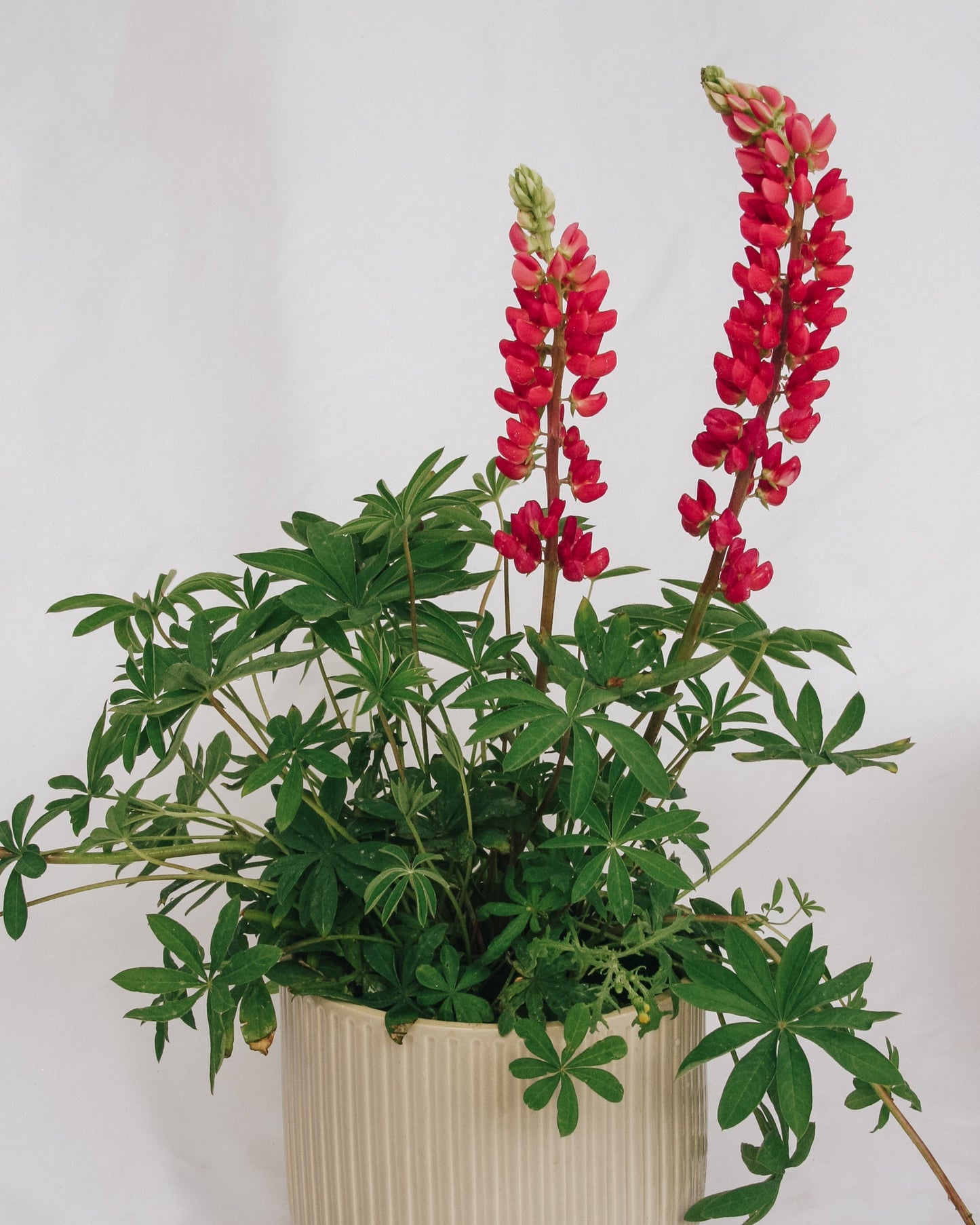 Gallery Red Lupine