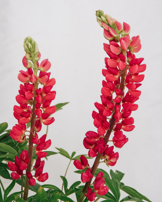 Gallery Red Lupine