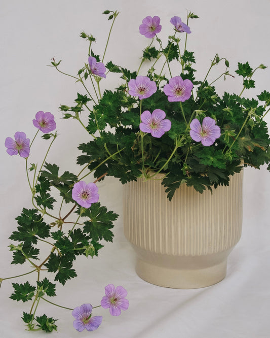Azure Rush Cranesbill