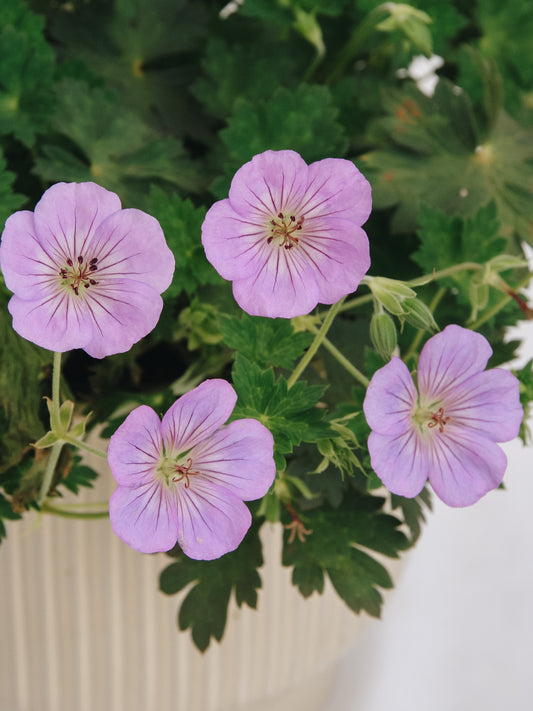 Azure Rush Cranesbill