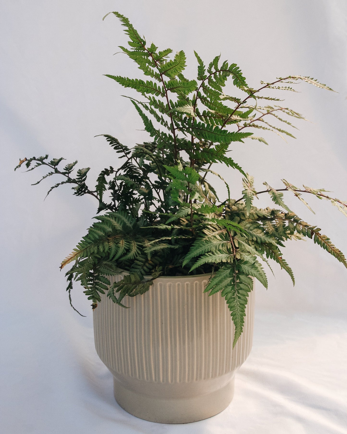 Giant Japanese Painted Fern