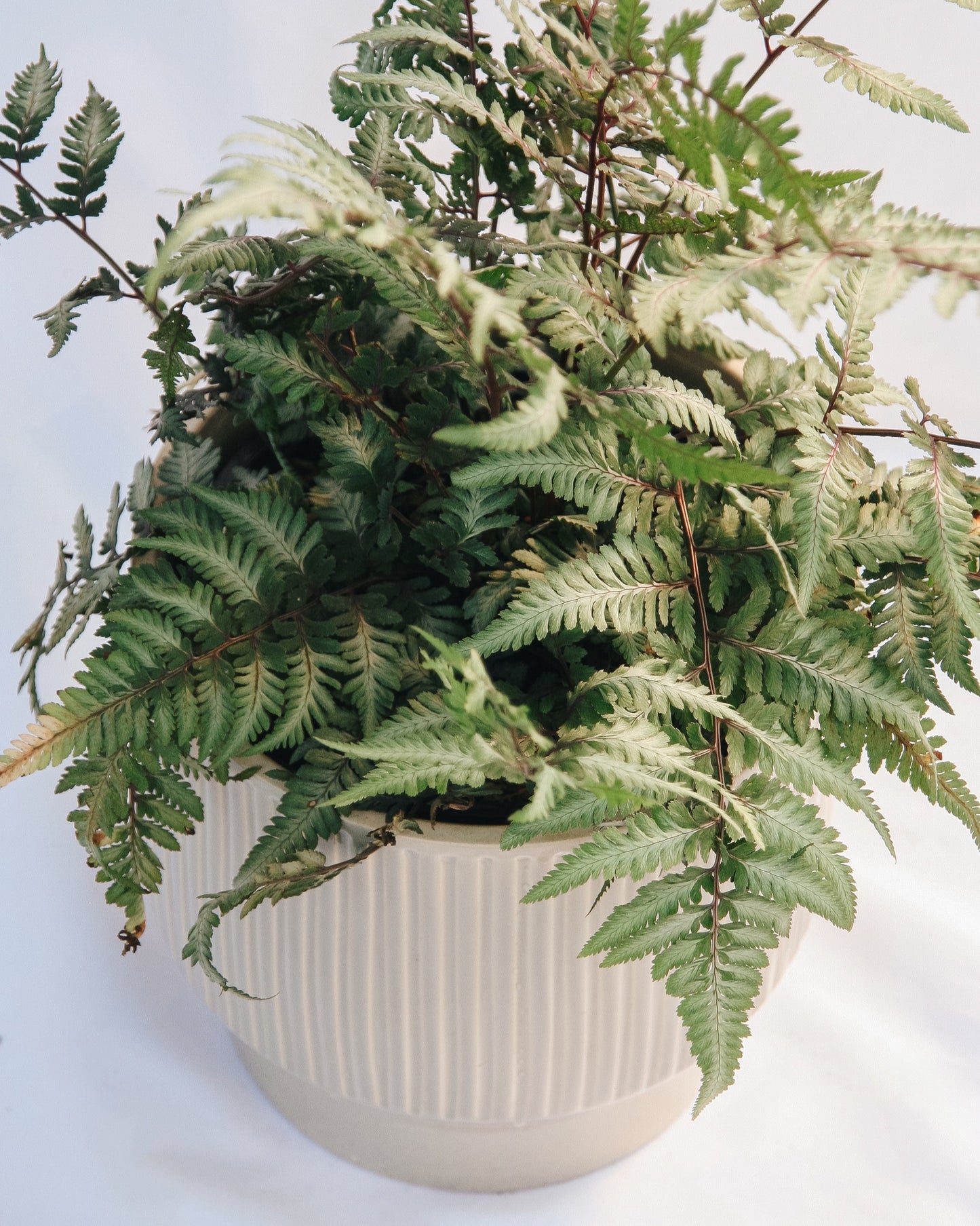 Giant Japanese Painted Fern