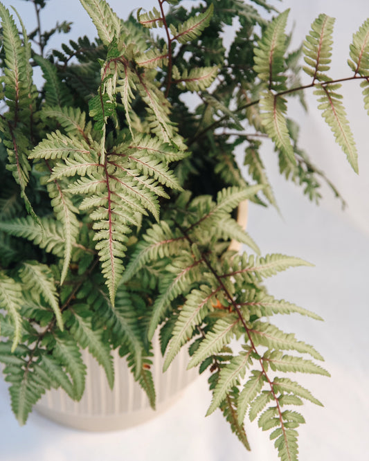 Giant Japanese Painted Fern