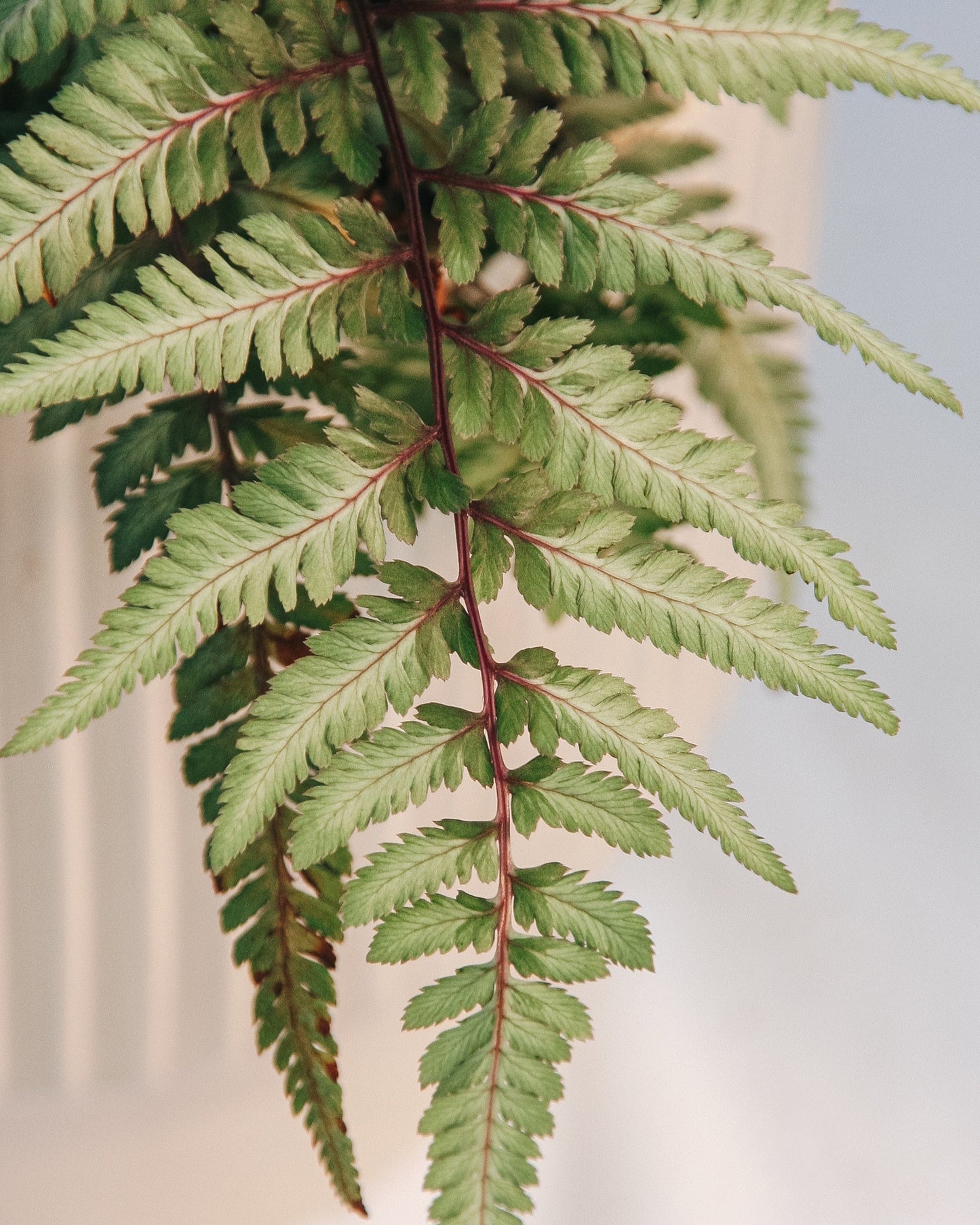 Giant Japanese Painted Fern