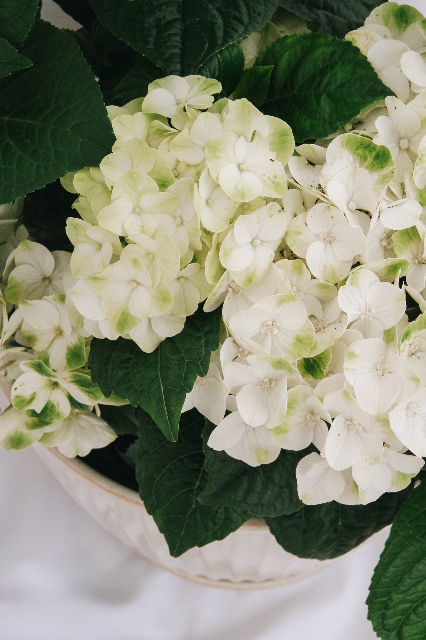 Grin and Tonic Hydrangea