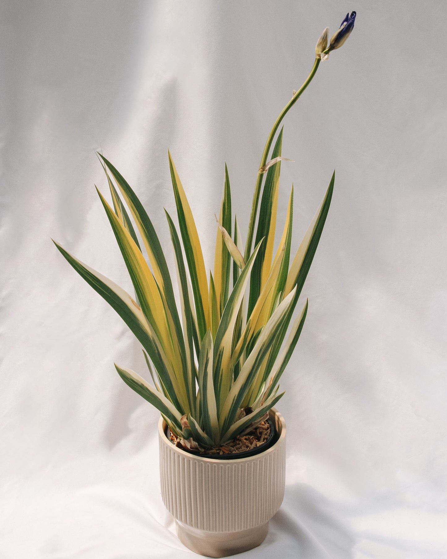 Golden Variegated Sweet Iris