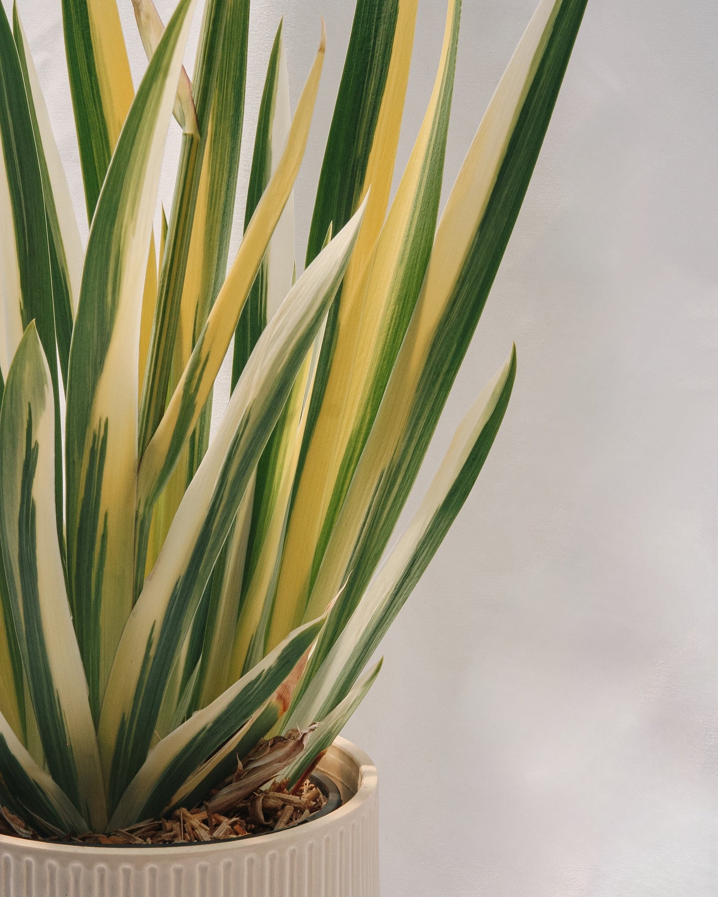 Golden Variegated Sweet Iris