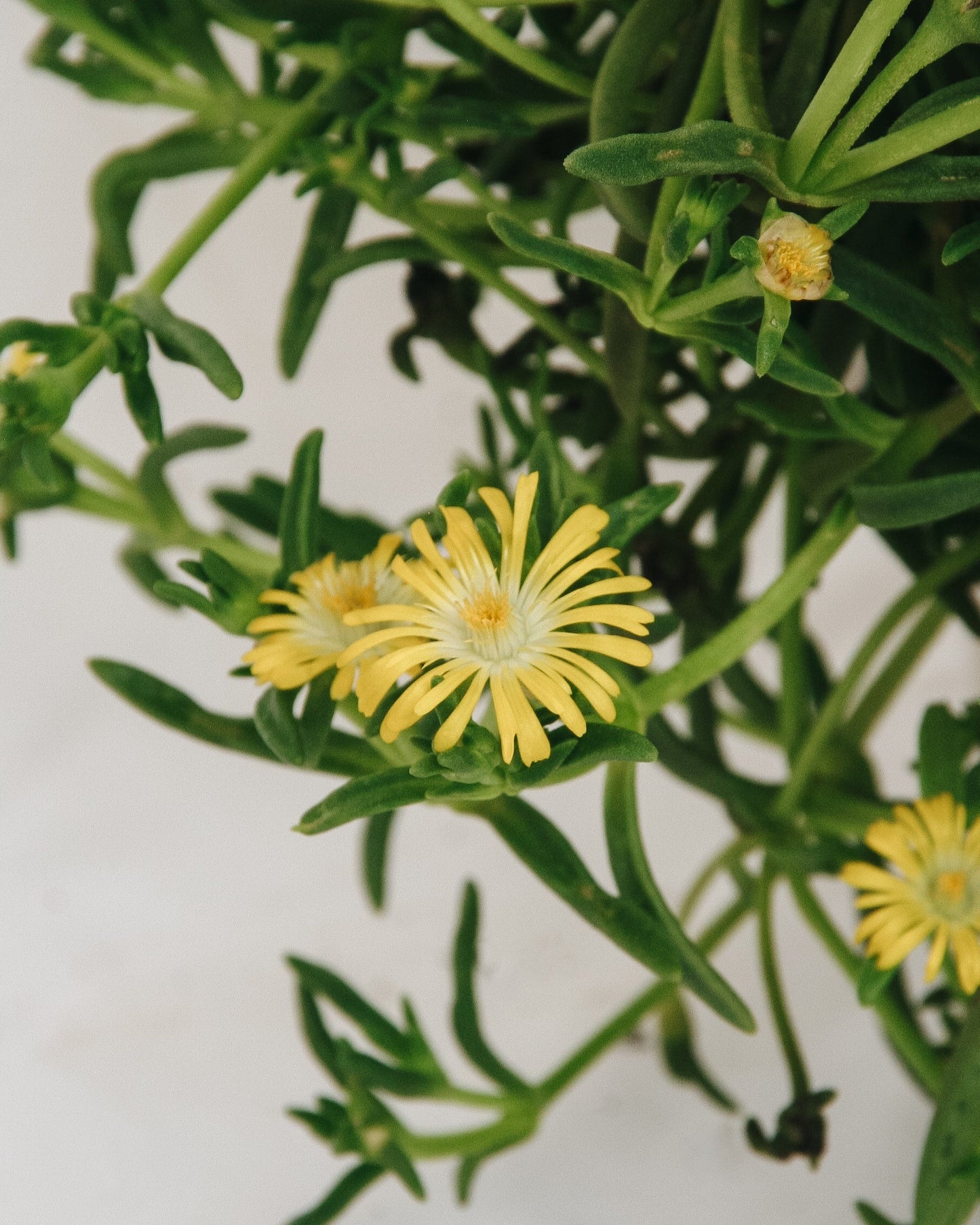 Golden Wonder Ice Plant