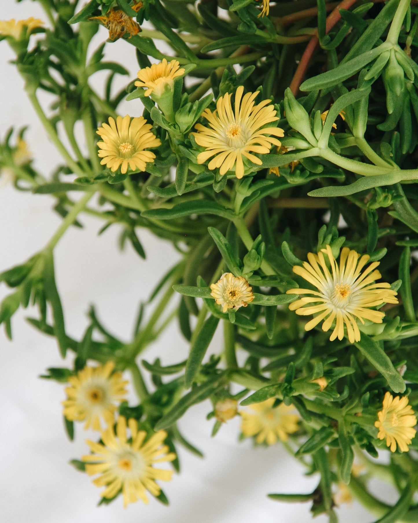 Golden Wonder Ice Plant