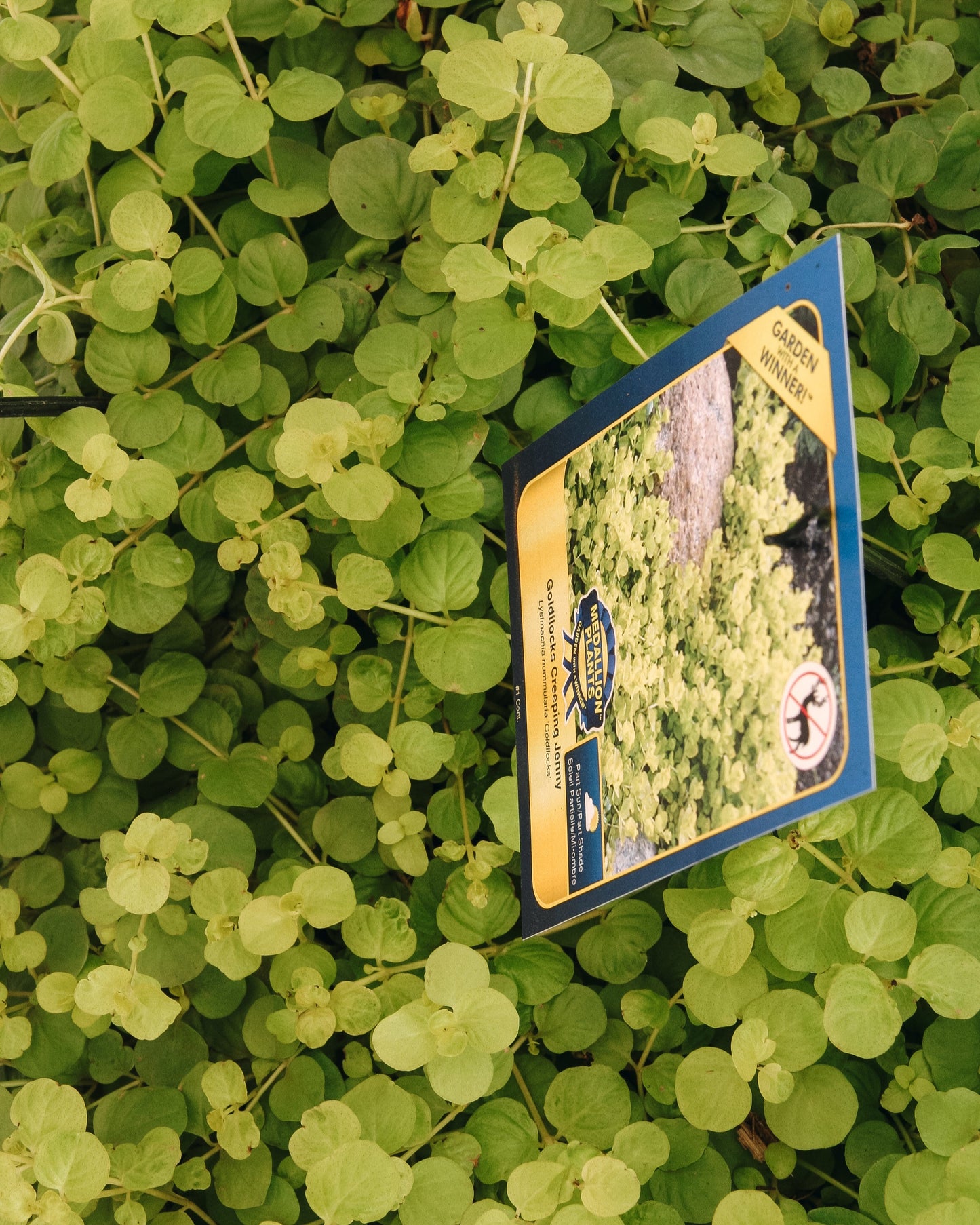 Goldilocks Creeping Jenny