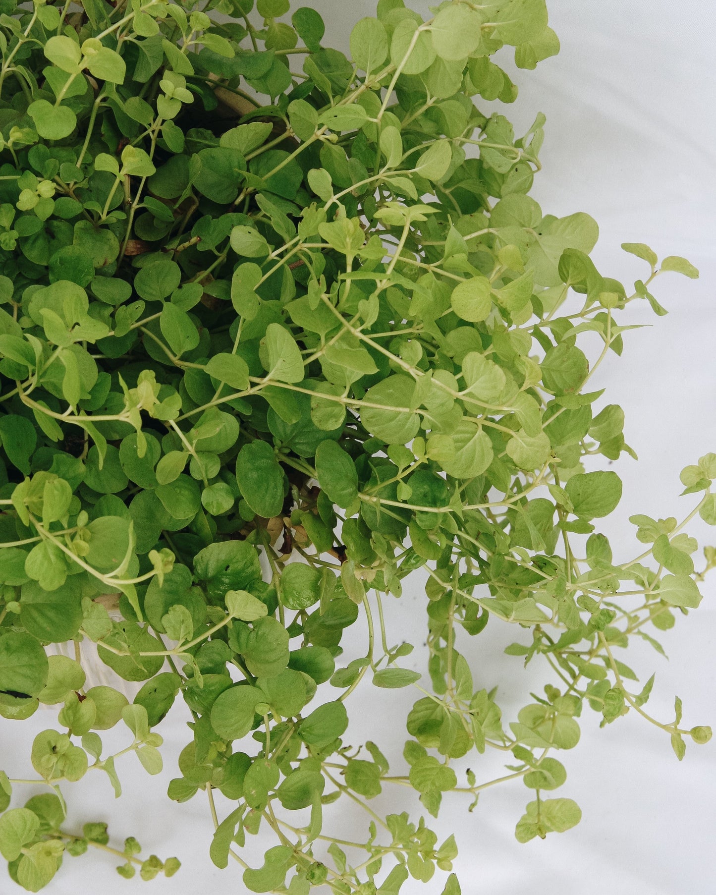 Goldilocks Creeping Jenny