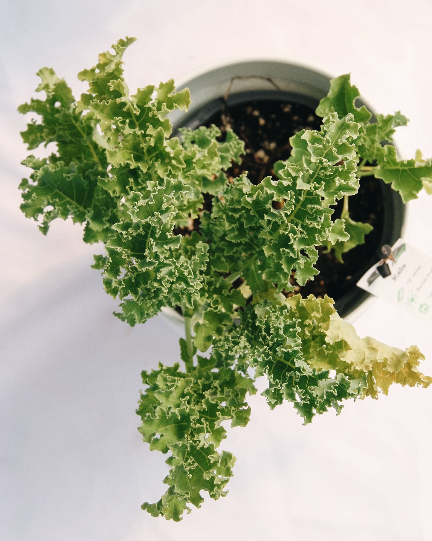 Green Kale