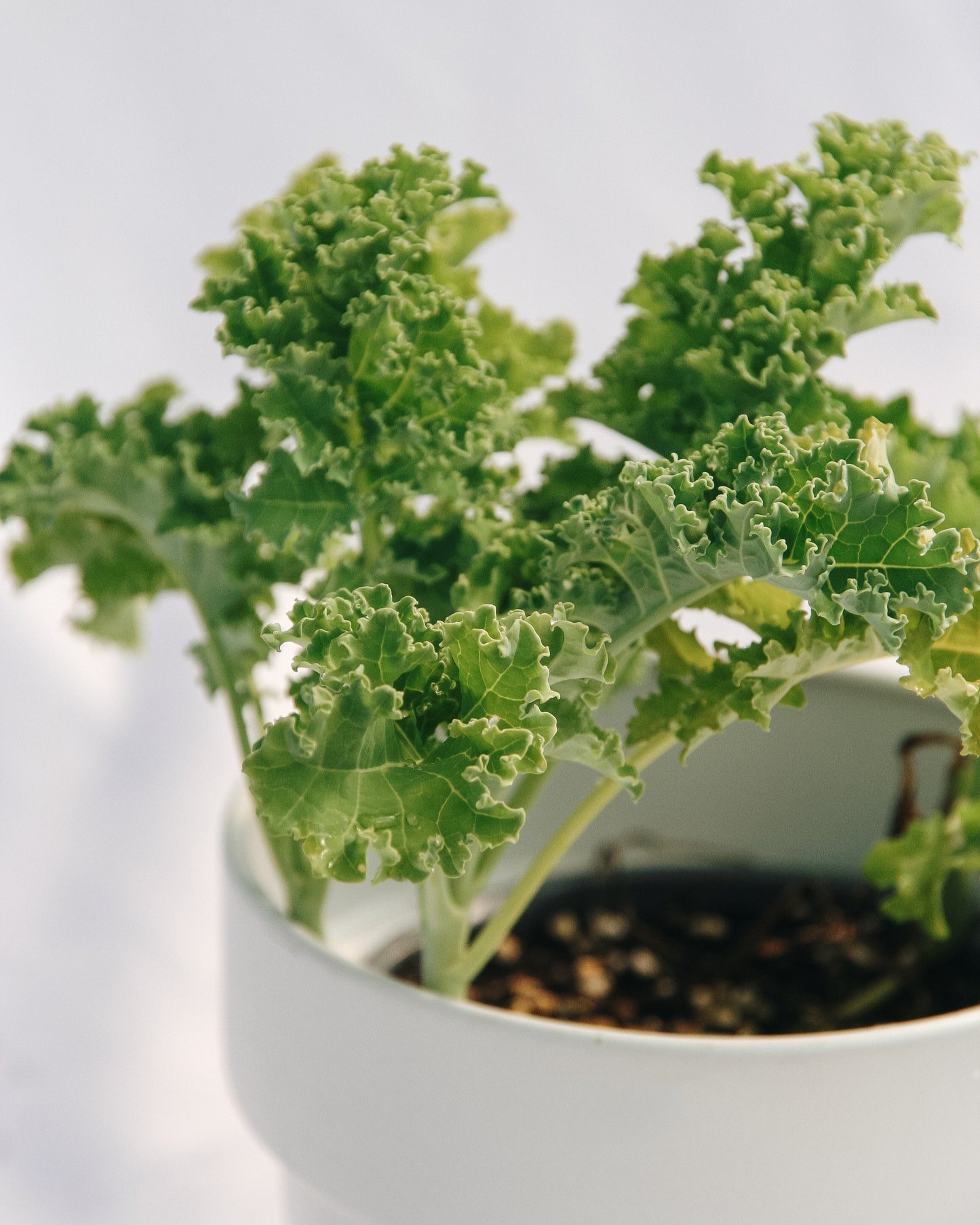 Green Kale