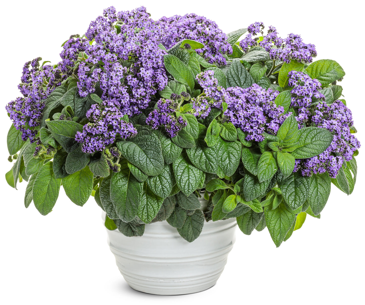 Aromagica Purple Heliotrope