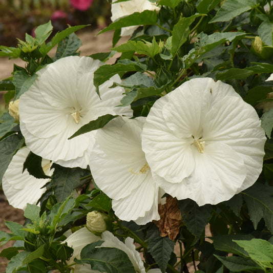 Paraplu Pure White Hibiscus