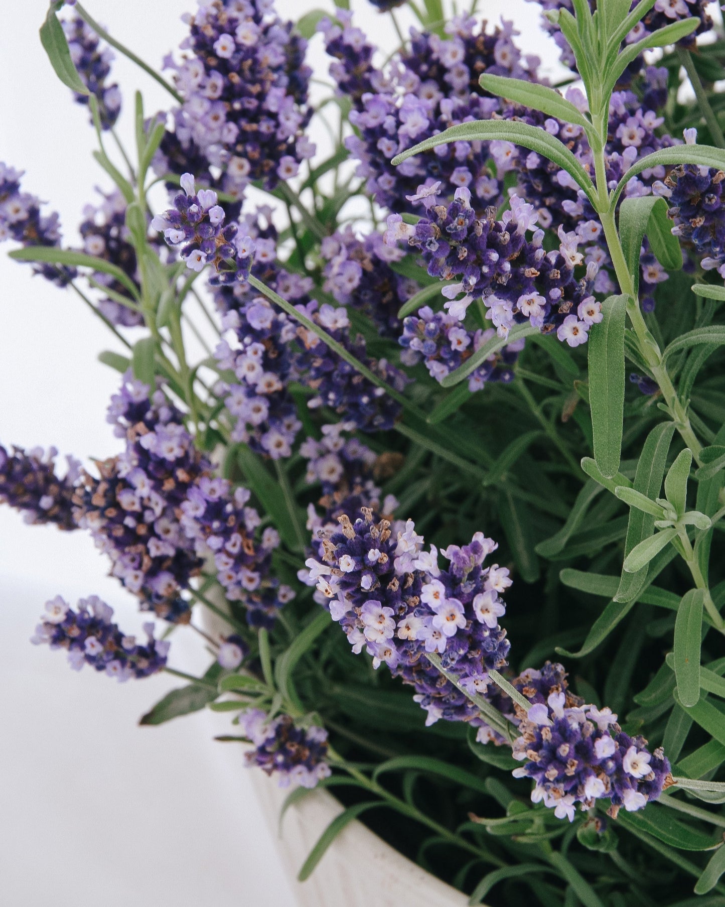 Hidcote Blue Lavender
