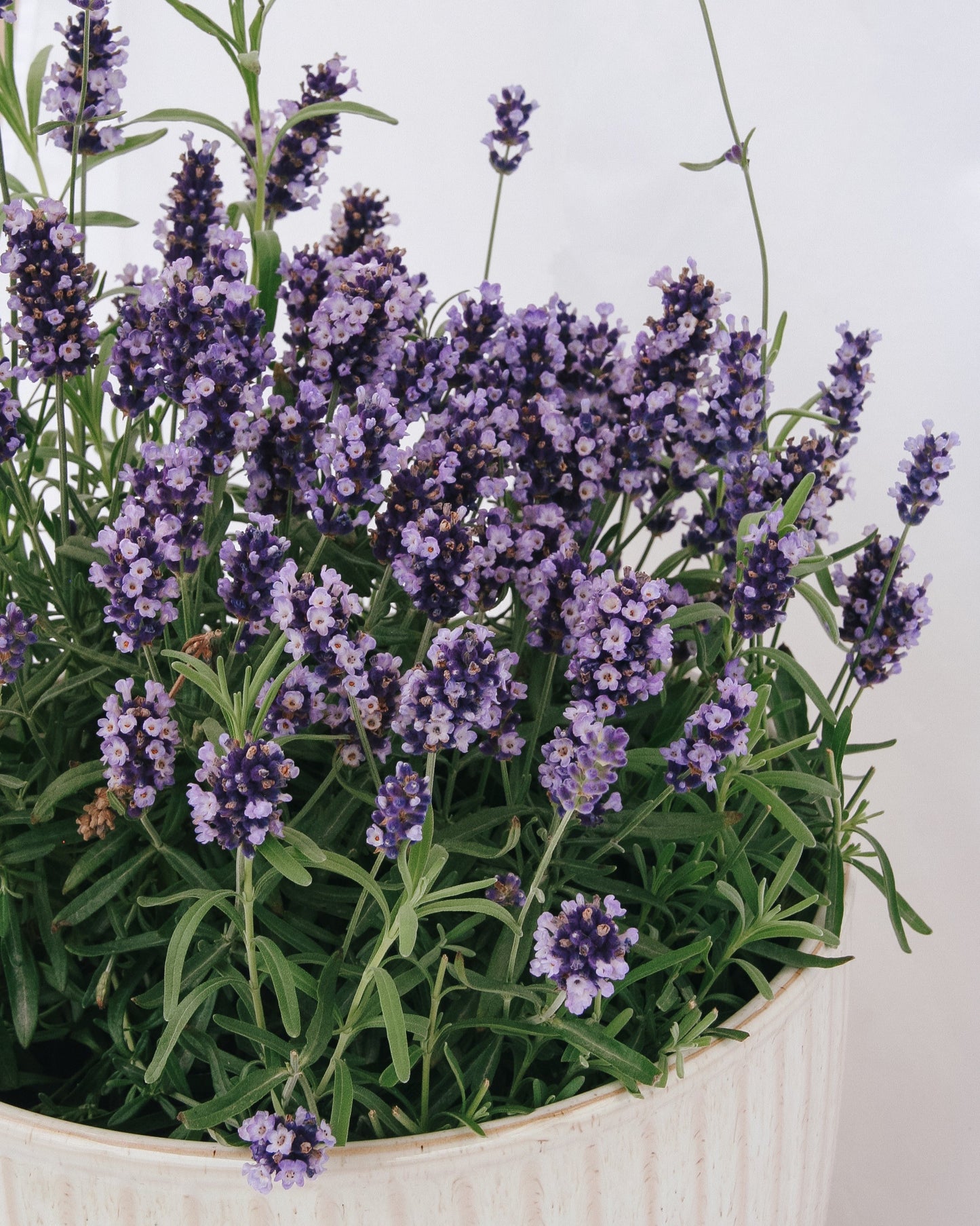 Hidcote Blue Lavender