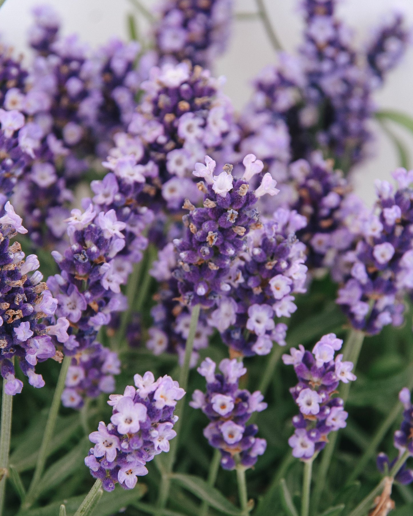 Hidcote Blue Lavender