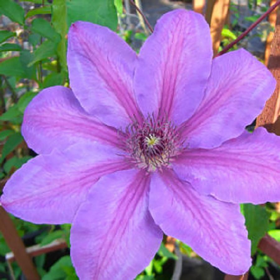 Horn of Plenty Clematis