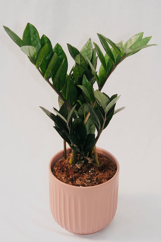 Zamioculcas Zamiifolia 5" Supernova Black