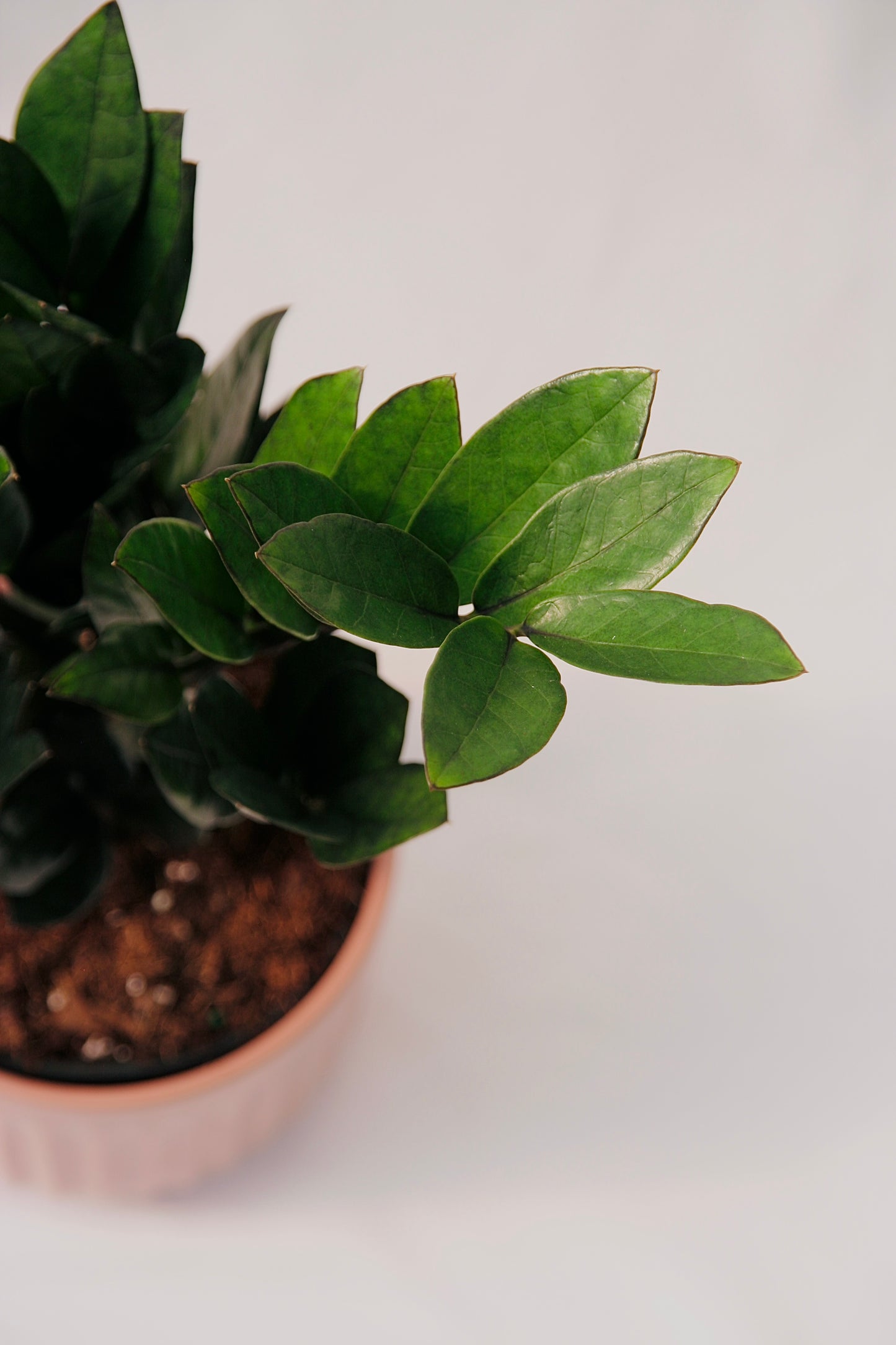 Zamioculcas Zamiifolia 5" Supernova Black