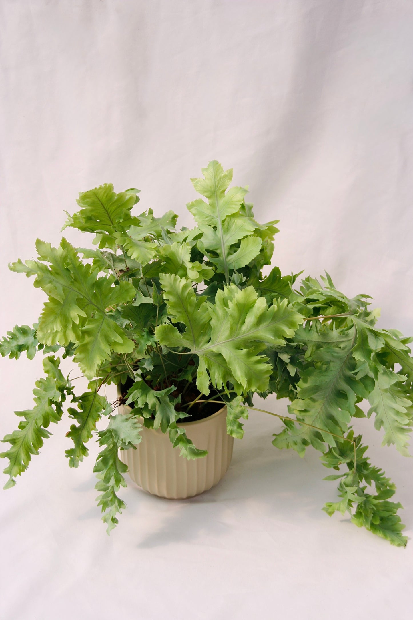 Living Lace® Davana Blue Star Fern