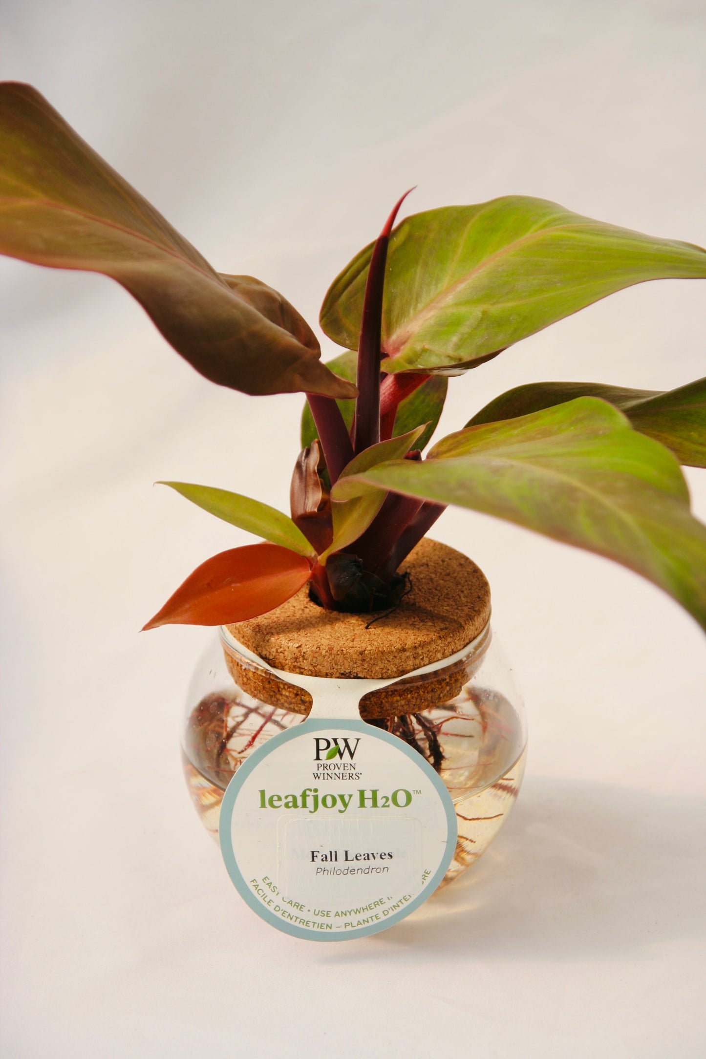 Leafjoy H20 Bowl Fall Leaves Philodendron