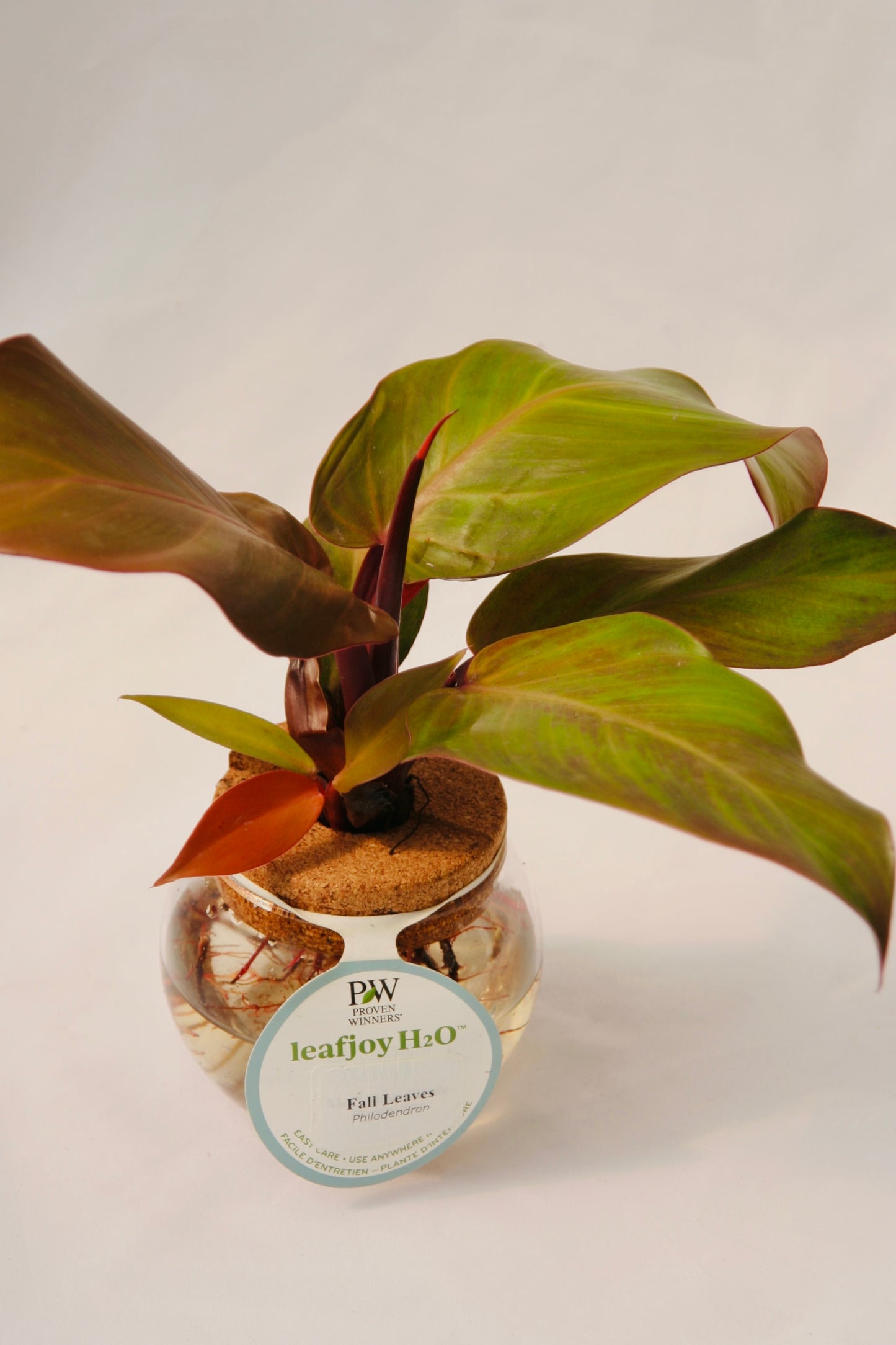 Leafjoy H20 Bowl Fall Leaves Philodendron