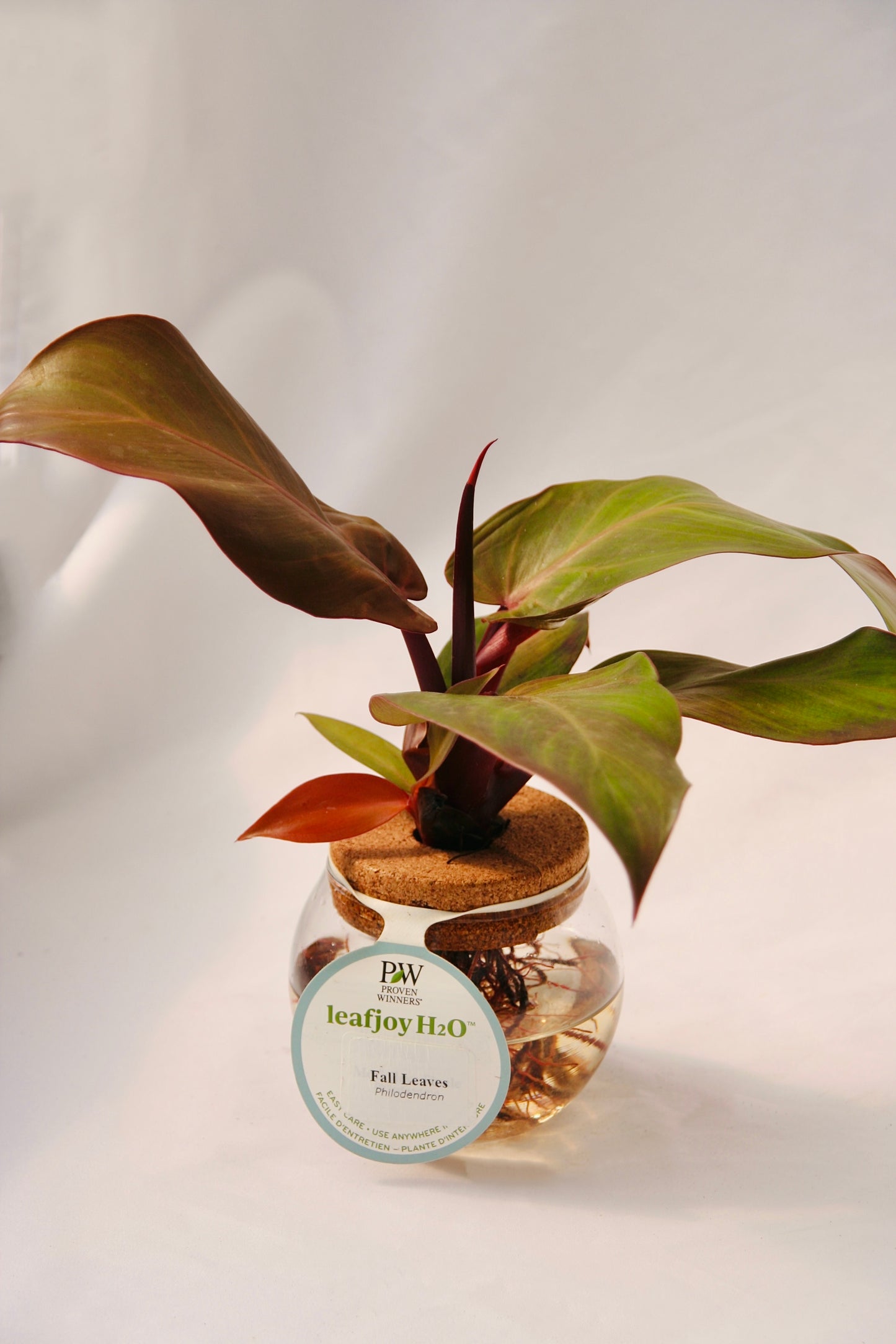 Leafjoy H20 Bowl Fall Leaves Philodendron