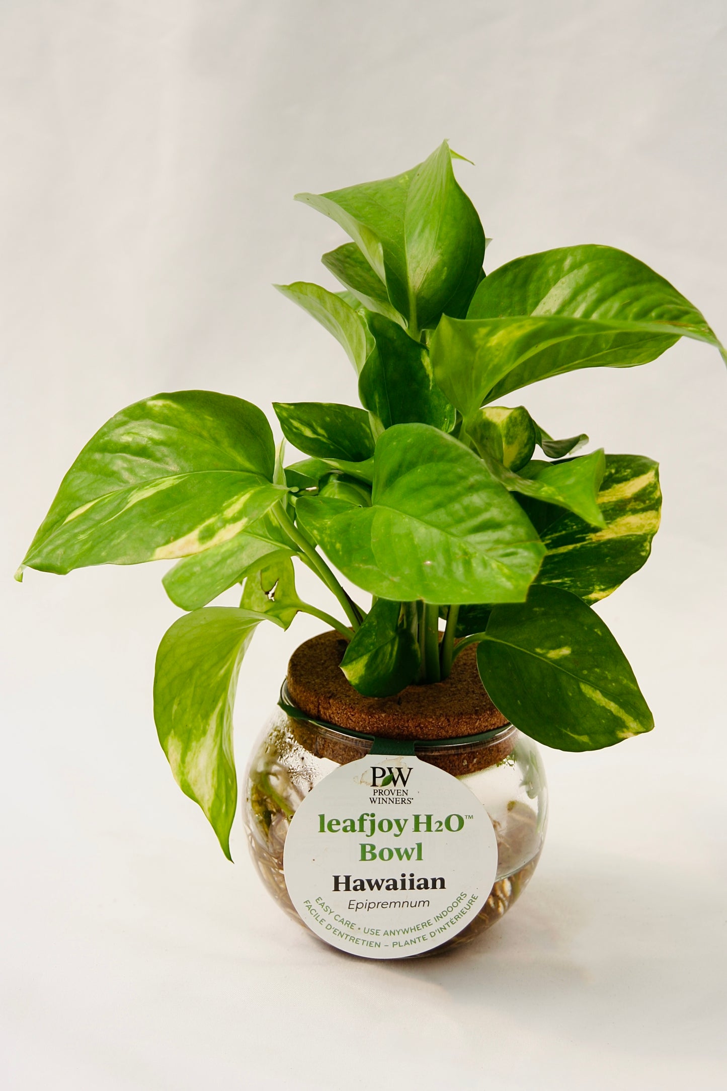 Leafjoy H20 Bowl Hawaiian Pothos