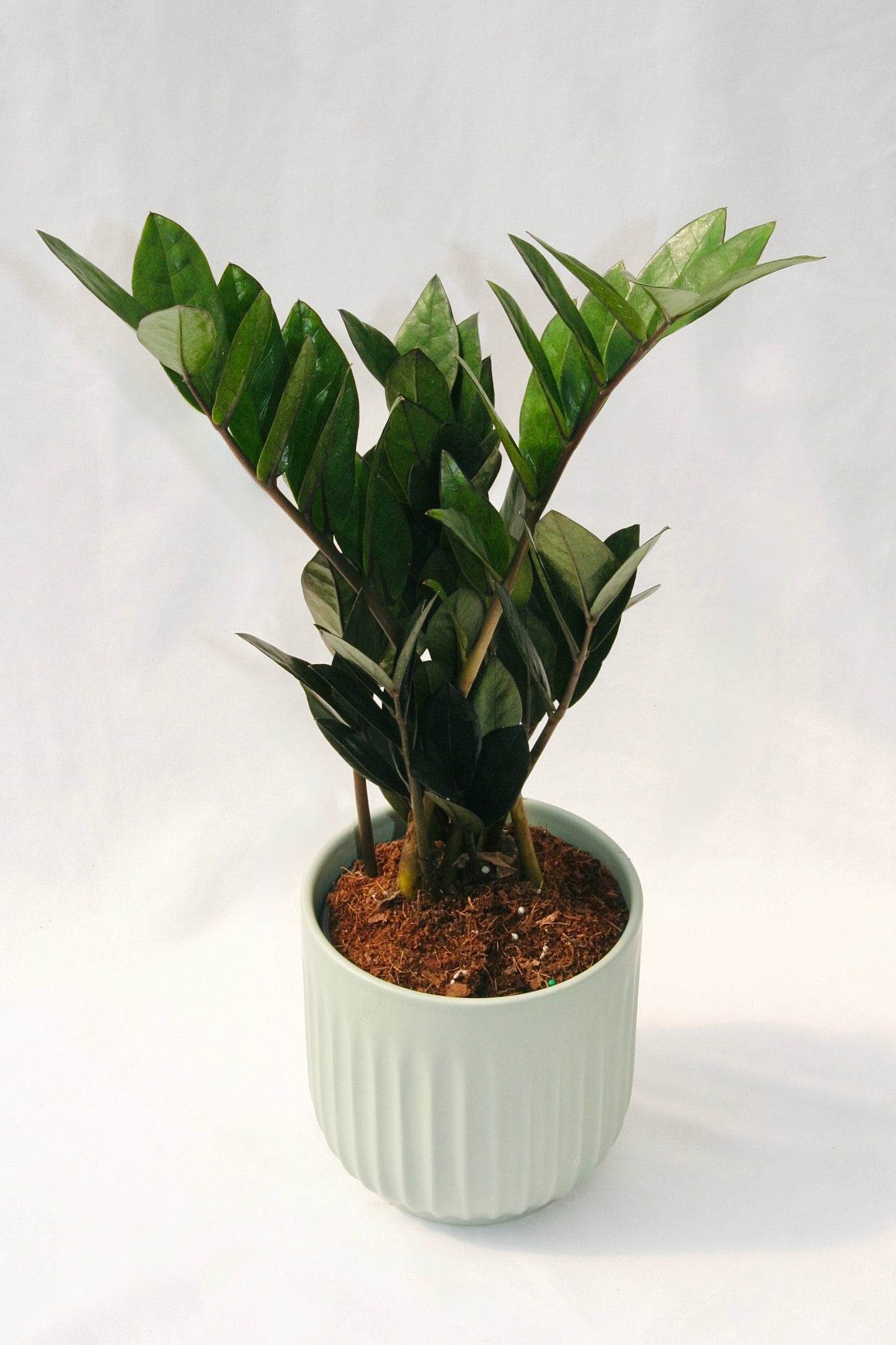 Zamioculcas Zamiifolia 5" Supernova Black