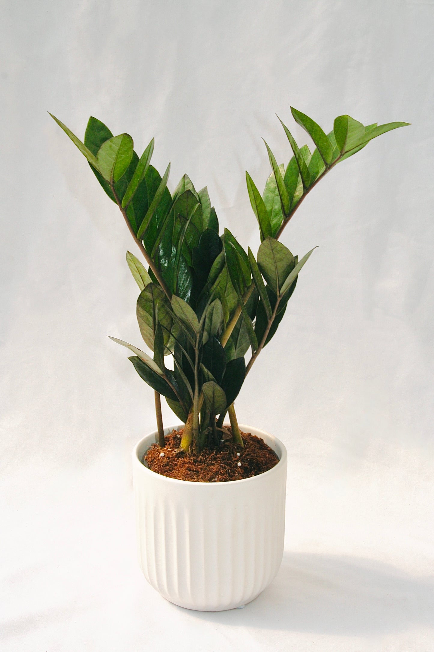 Zamioculcas Zamiifolia 5" Supernova Black