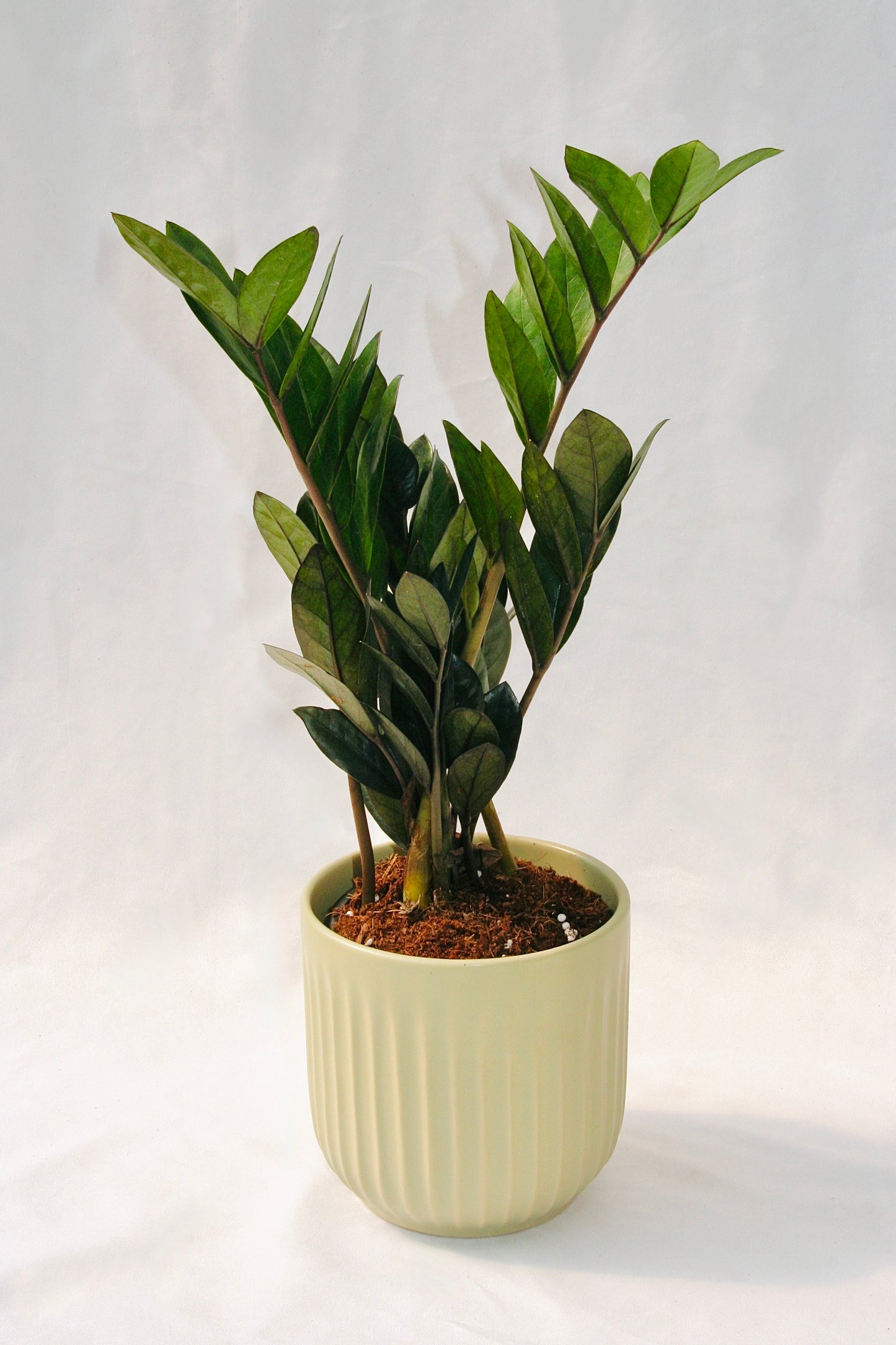 Zamioculcas Zamiifolia 5" Supernova Black