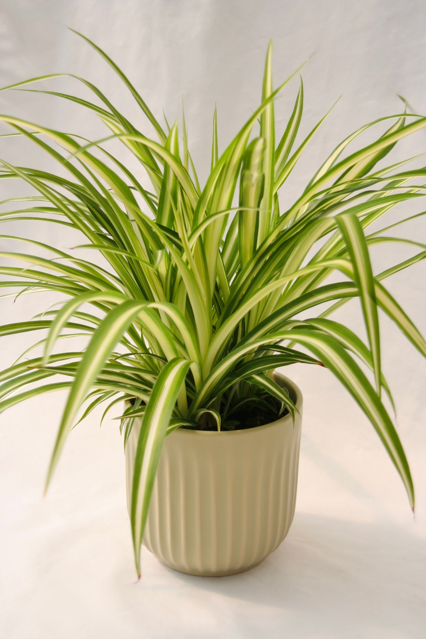 Spider Plant 5" Maria