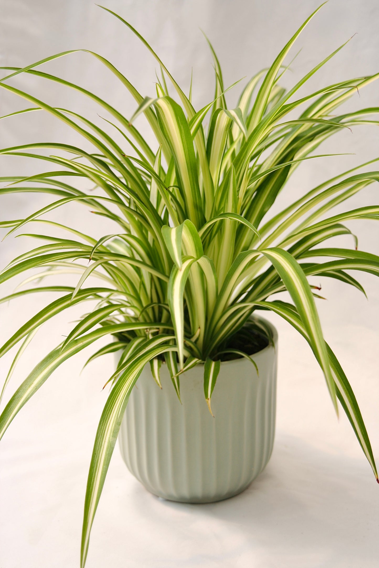 Spider Plant 5" Maria