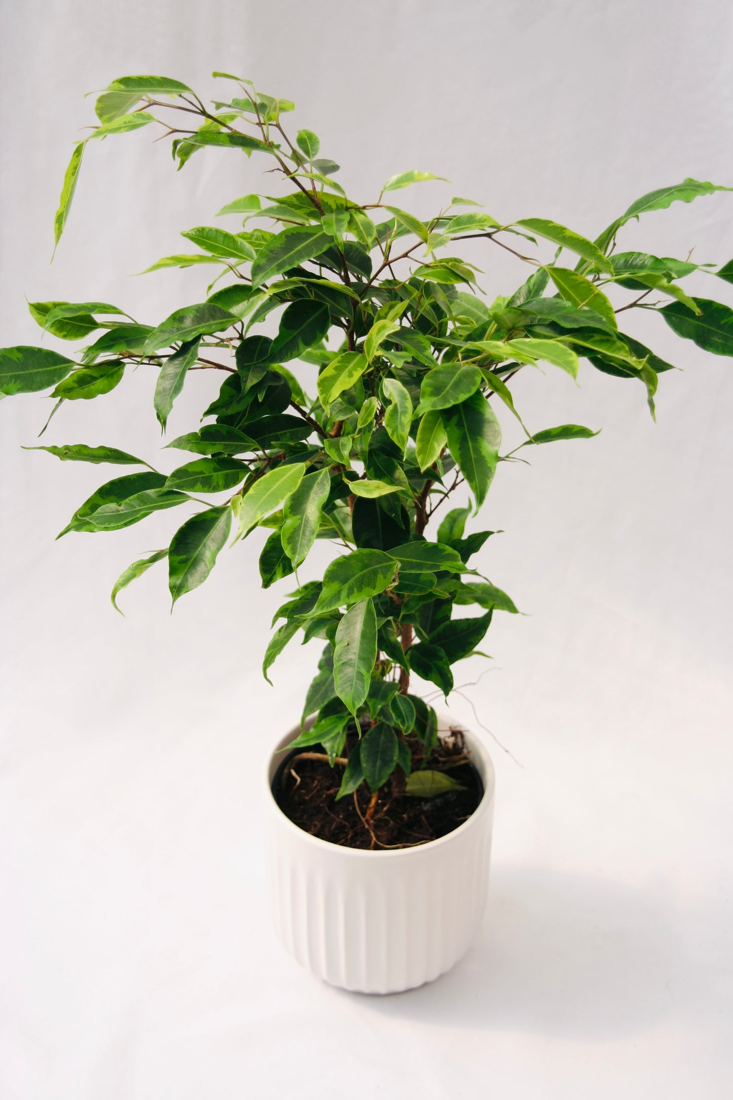 Cling-On® Anastasia Weeping Fig