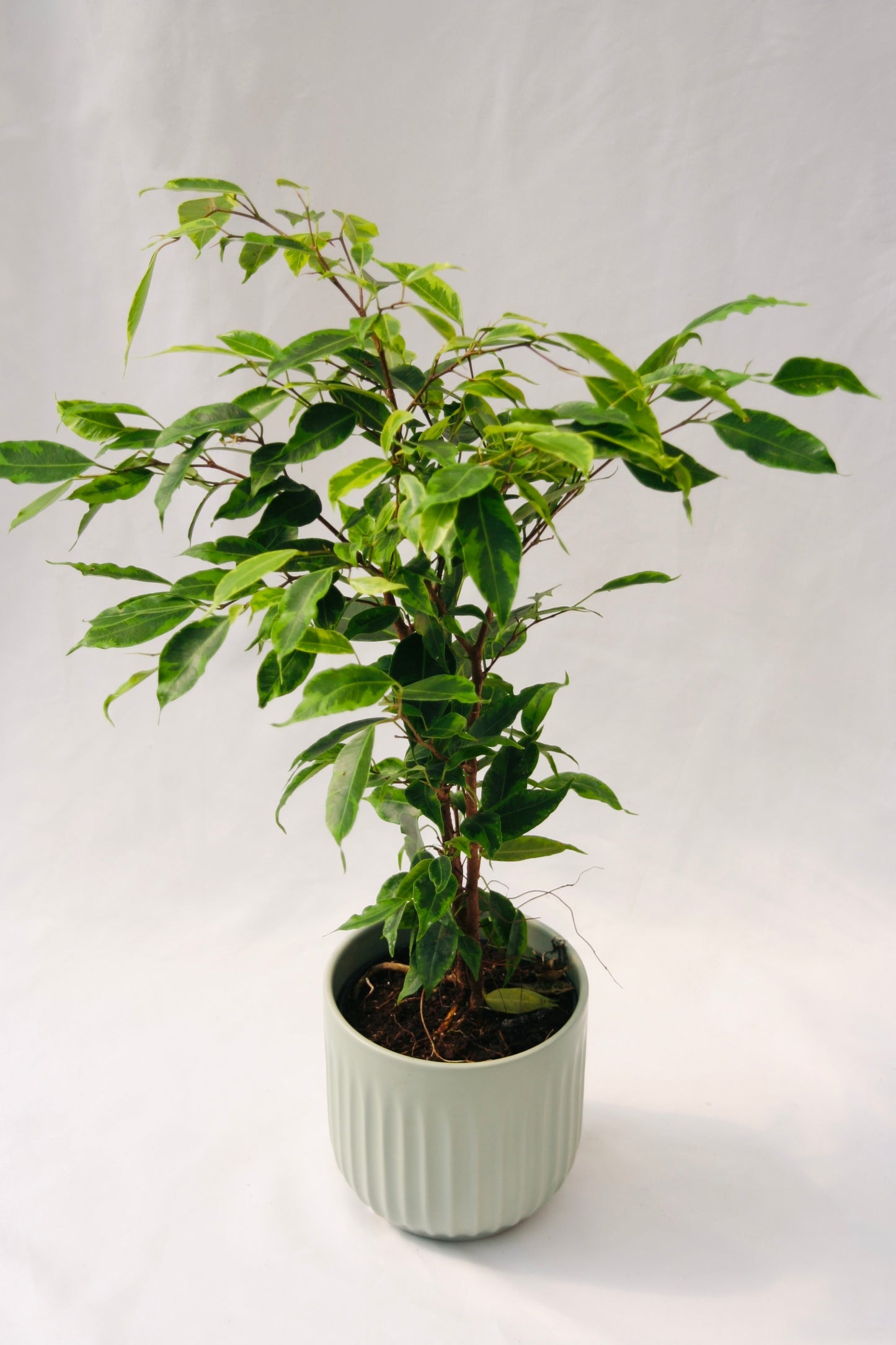 Cling-On® Anastasia Weeping Fig