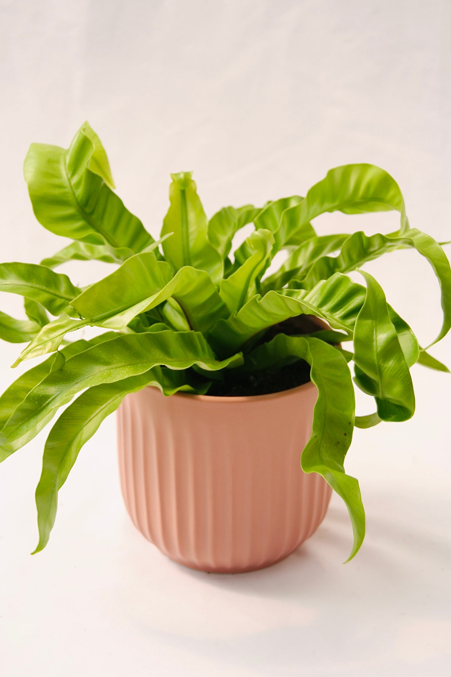 Living Lace Hurricane Bird's Nest Fern