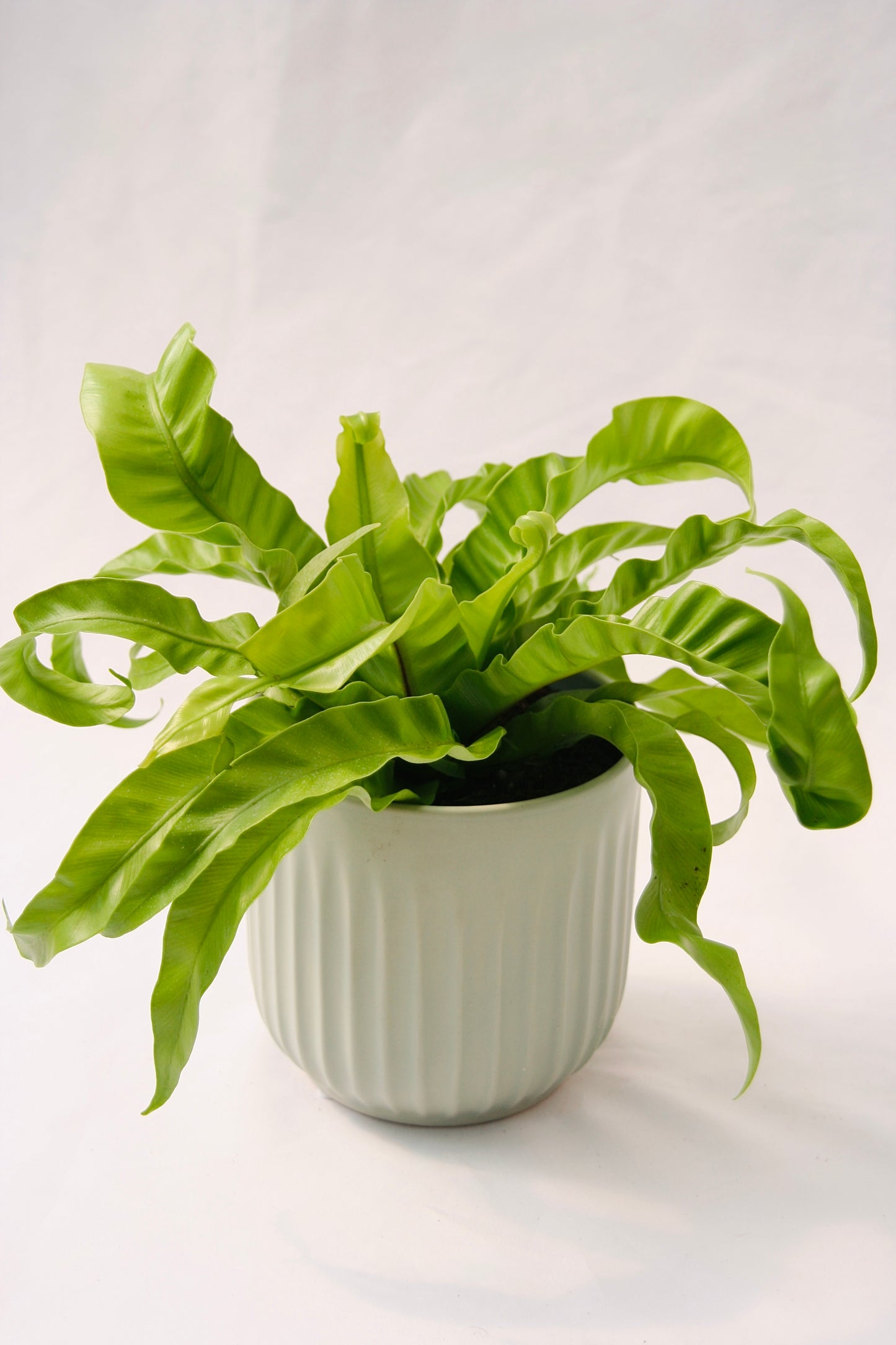 Living Lace Hurricane Bird's Nest Fern