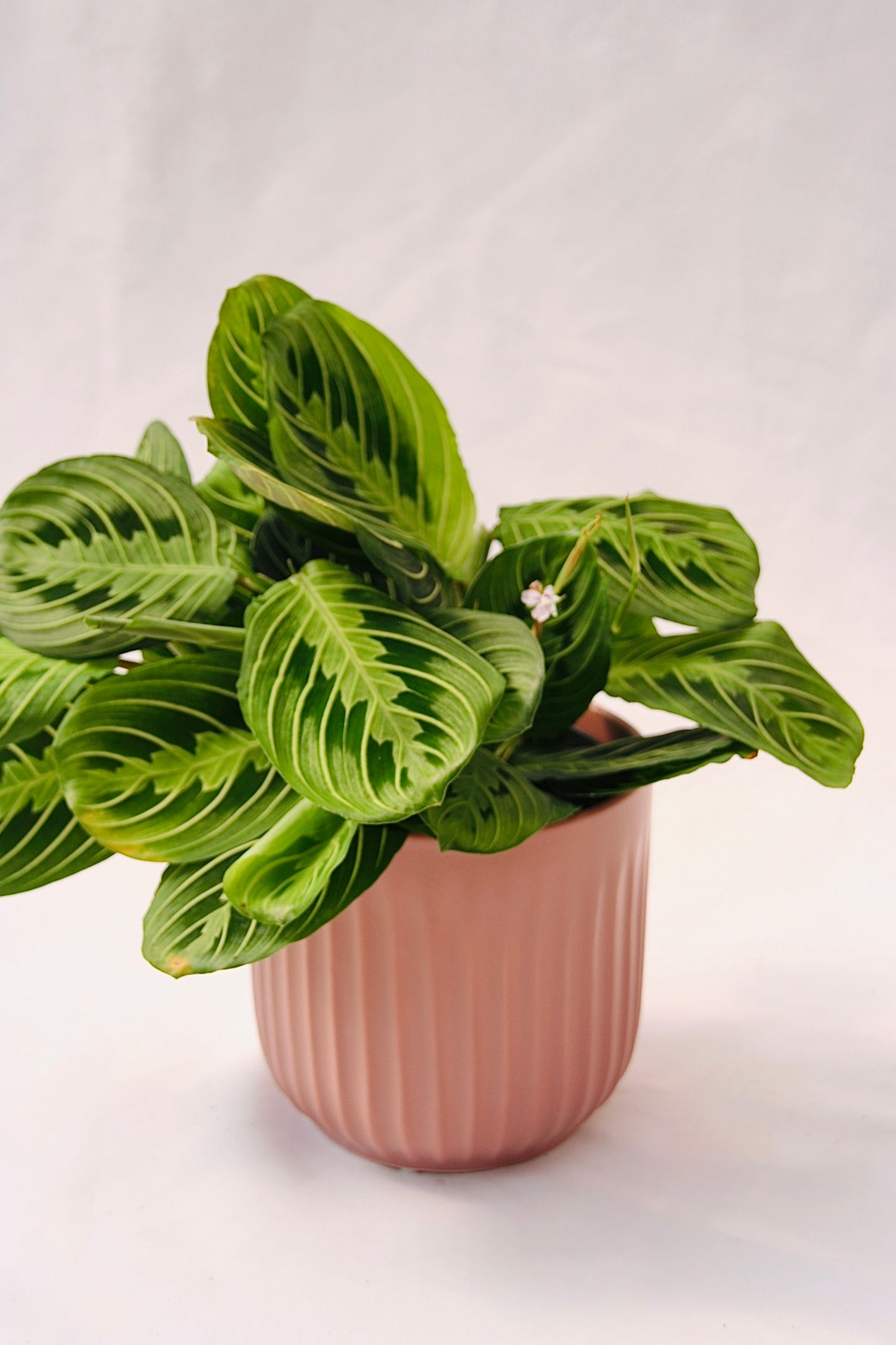 Prayer Plant Lemon Lime