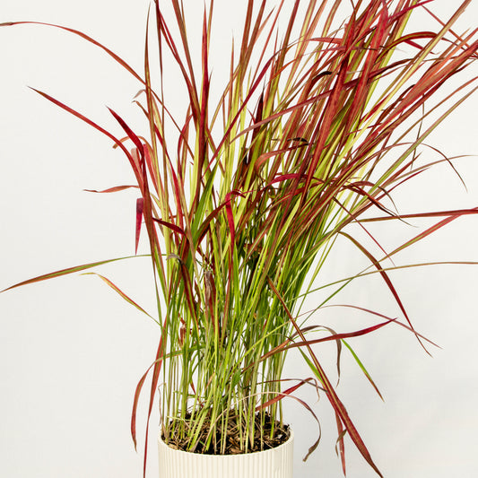 Japanese Blood Grass