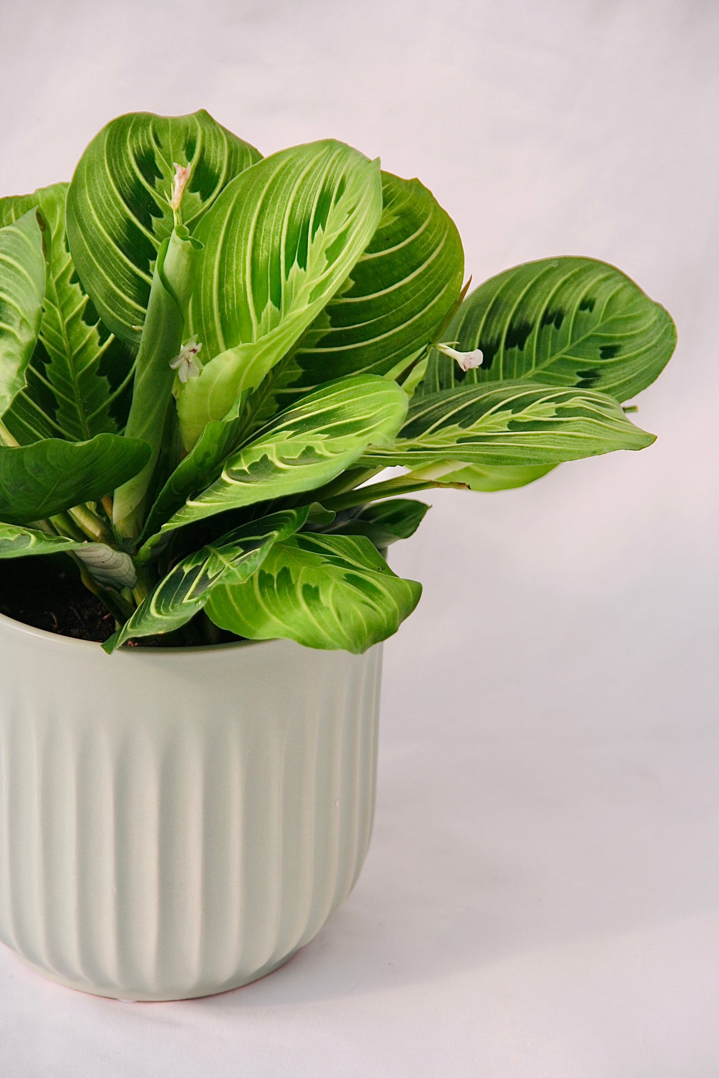 Prayer Plant Lemon Lime