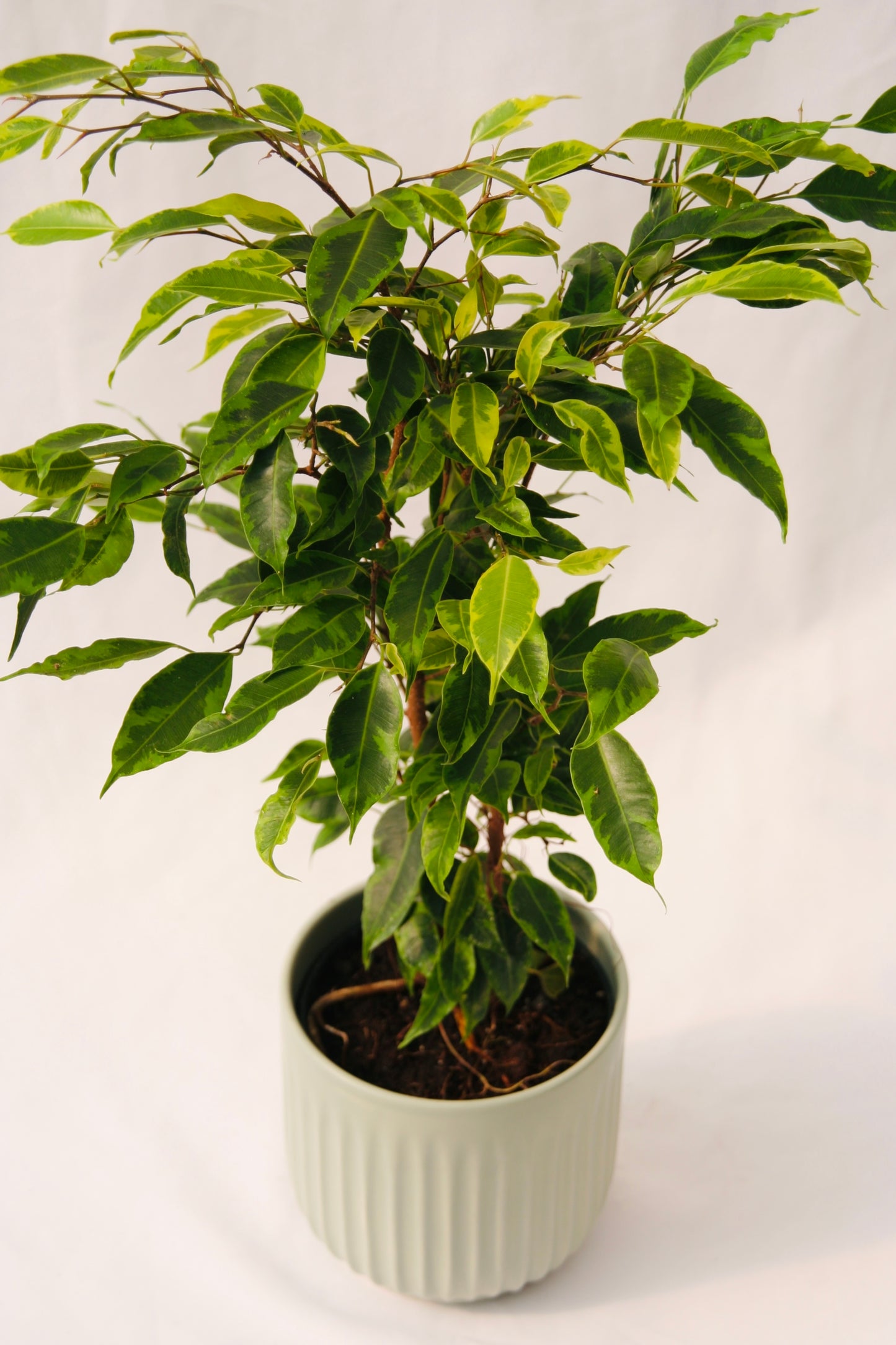 Cling-On® Anastasia Weeping Fig